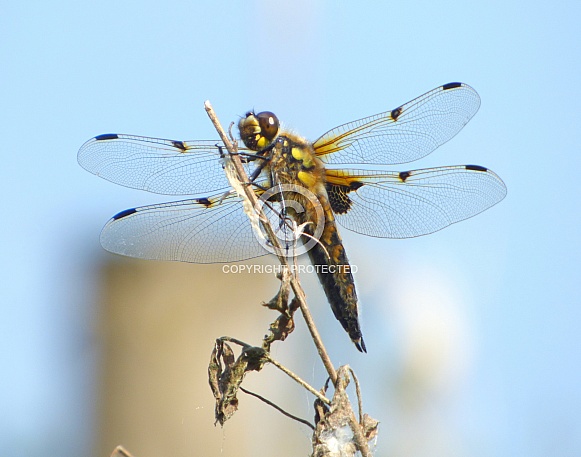Broad-bodied Chaser Broad-bodied Chaser