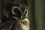 Brown Wood Owl, Close up