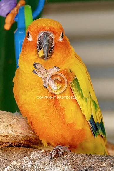 Sun conure Sun conure