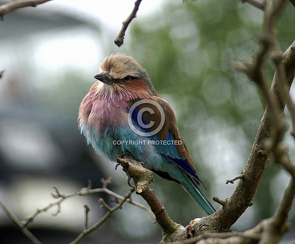 Lilac Breasted Roller Lilac Breasted Roller