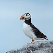 Puffin