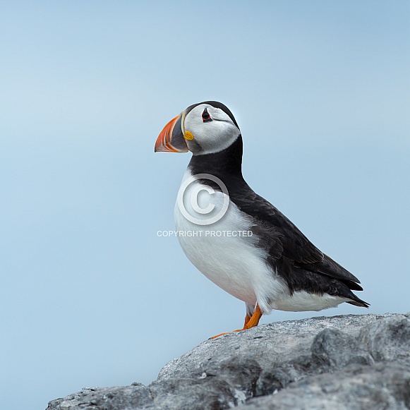 Puffin Puffin