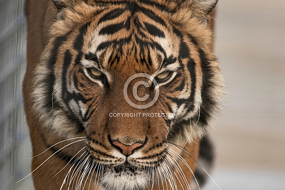 Malayan Tiger Close Up Face Shot Malayan Tiger Close Up Face Shot
