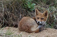 Juvenile Red Fox