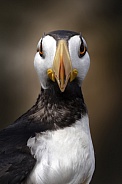 Horned Puffin