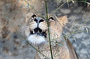 Lioness (panthera leo)