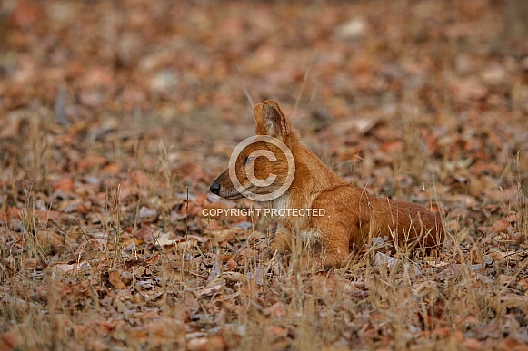 Indian wild dog pose in the nature habitat