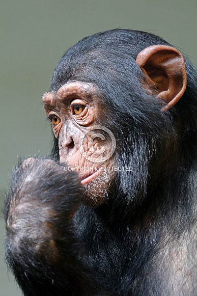 Chimpanzee (Pan troglodytes) Chimpanzee (Pan troglodytes)