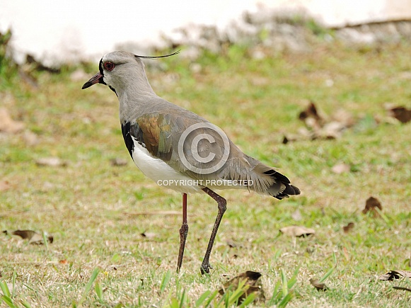 Southern Lapwing Southern Lapwing