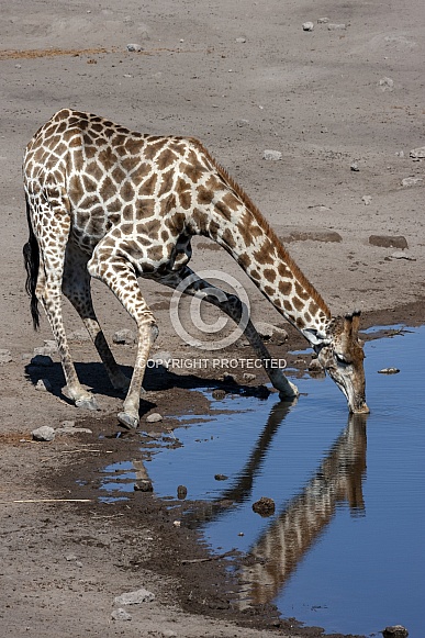 Giraffe drinking at a waterhole - Namibia