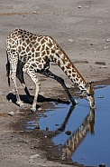 Giraffe drinking at a waterhole - Namibia