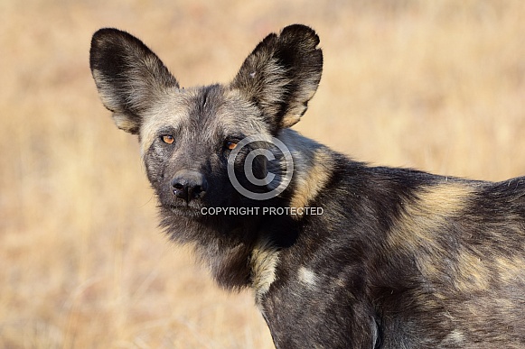 African Wild dogs