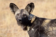 African Wild dogs