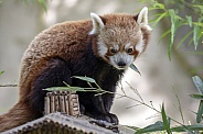Red panda (ailurus fulgens)
