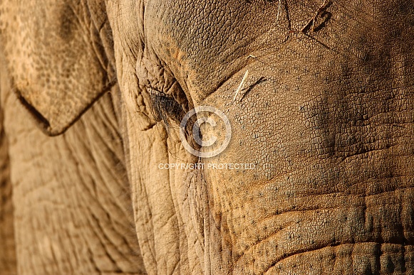 Asian Elephant Asian Elephant