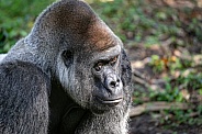 Male Silverback Gorilla