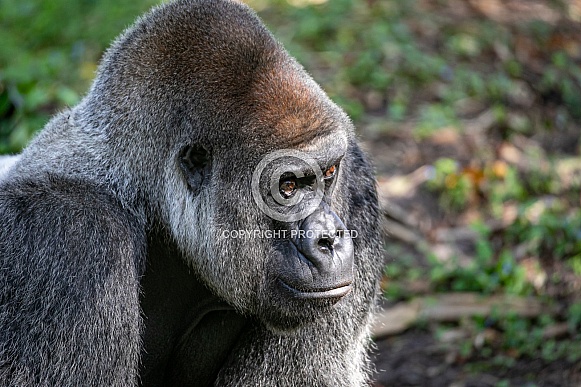 Male Silverback Gorilla Male Silverback Gorilla