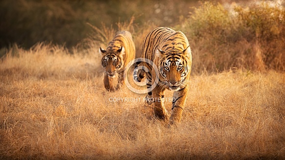 Beautiful tiger in the nature habitat. Tiger pose in amazing light. Wildlife scene with wild animal. Indian wildlife. Indian tiger. Panthera tigris tigris. Beautiful tiger in the nature habitat. Tiger pose in amazing light. Wildlife scene with wild animal. Indian wildlife. Indian tiger. Panthera tigris tigris.