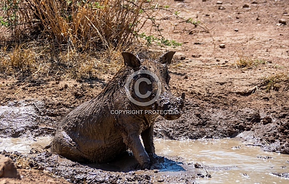 Warthog
