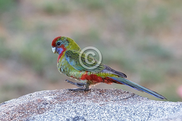 Juvenile Crimson Rosella