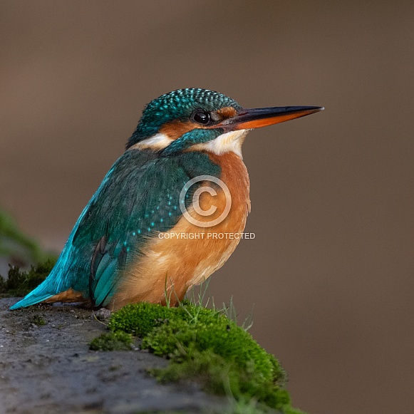 Female Kingfisher Female Kingfisher