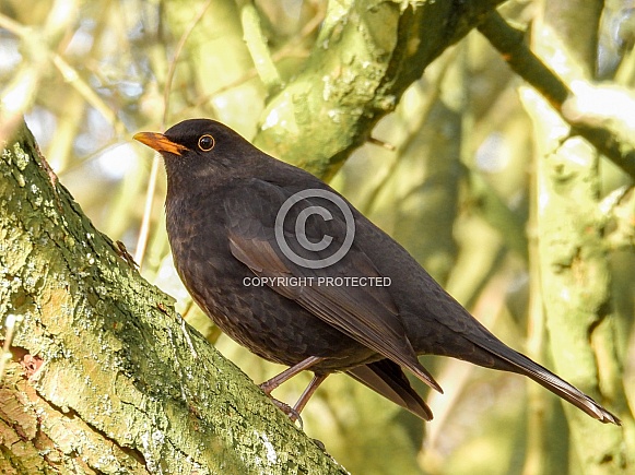 Female Blackbird Female Blackbird