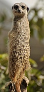 meerkat look out