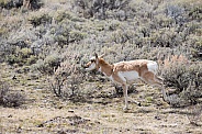 Wild Antelope/Pronghorn
