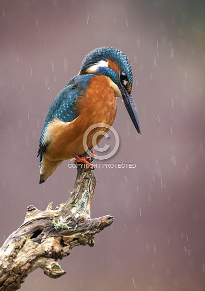 Common Kingfisher
