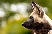 African Wild Dog Side Profile Close Up