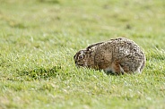 Hare