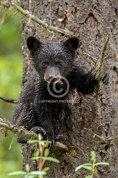 Black bear cub