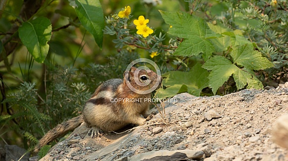 Golden mantled ground squirrel, Callospermophilus lateralis Golden mantled ground squirrel, Callospermophilus lateralis