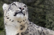 Snow Leopard
