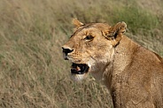 Profile of a lioness