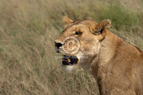 Profile of a lioness