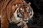 Sumatran Tiger