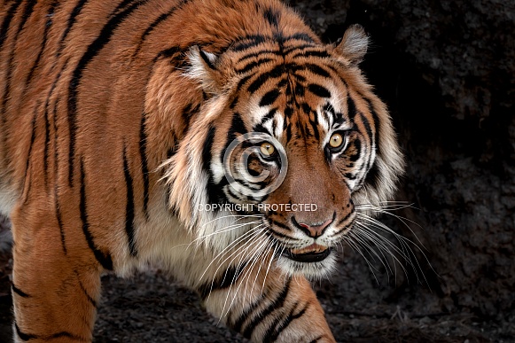 Sumatran Tiger