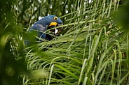 Hyacinth macaw in the nature habitat