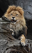 African Lion