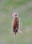 Harvest Mouse