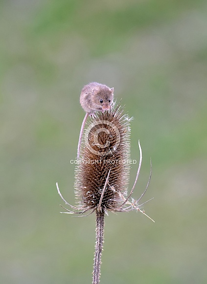 Harvest Mouse