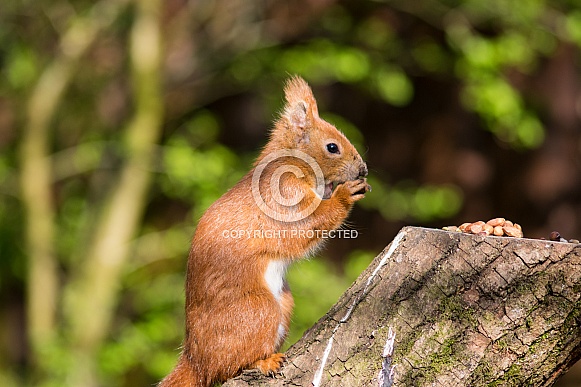 Isle of Wight Red Squirrel