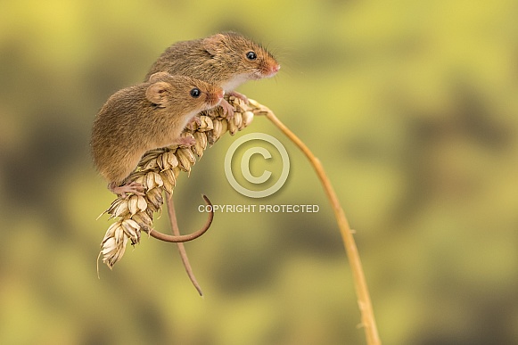 Harvest Mice