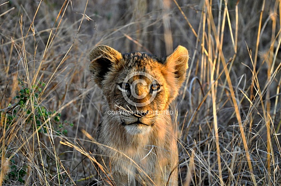 Lion cub