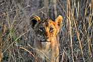 Lion cub