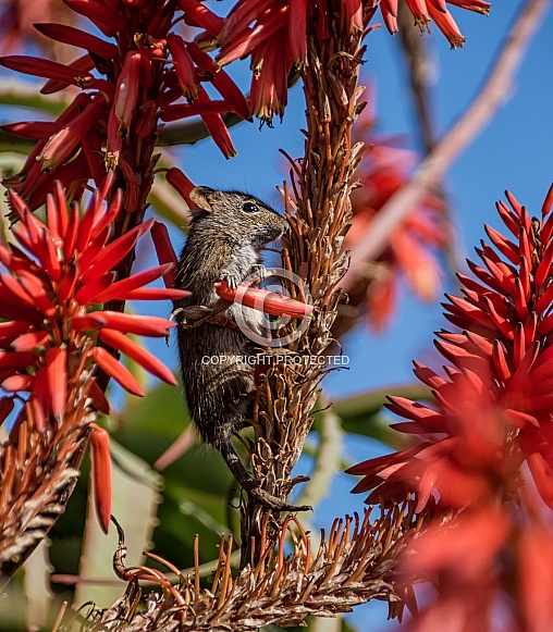 Four-striped Grass Mouse Four-striped Grass Mouse