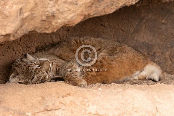 Bobcat, Lynx Rufus