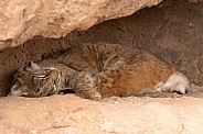 Bobcat, Lynx Rufus