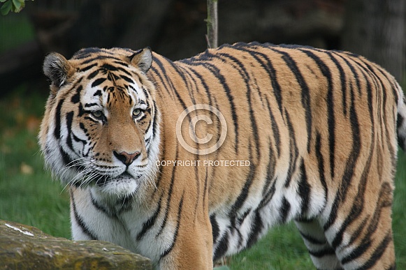 Amur Tiger Guarding Amur Tiger Guarding